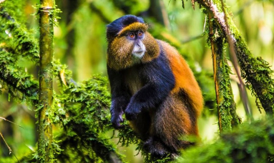 Golden Monkey Trekking, Volcanoes National Park, Rwanda